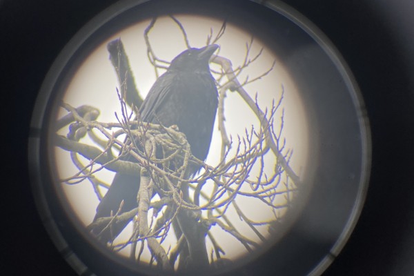 Journées Portes ouvertes : La ville des oiseaux